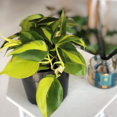 [Heart Leaf Philodendron variegated