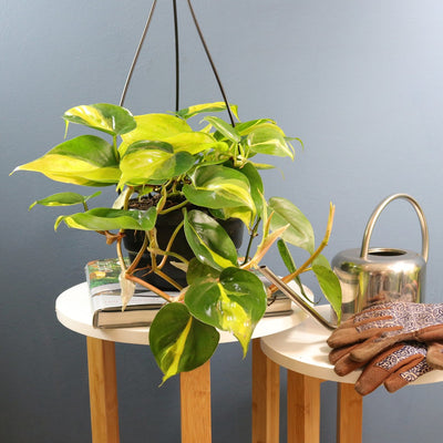 [Heart Leaf Philodendron variegated - hanging basket]