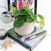 [Heart Leaf Philodendron green - 14cm pot]