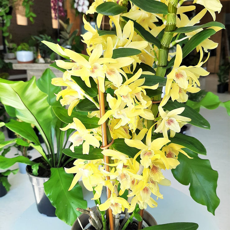 [Dendrobium orchid - stardust]