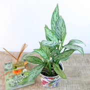 [Chinese Evergreen 'Silver Bay']