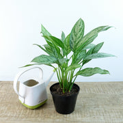 [Chinese Evergreen 'Silver Bay']