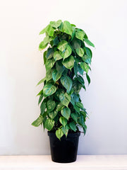 [Heart Leaf Philodendron]