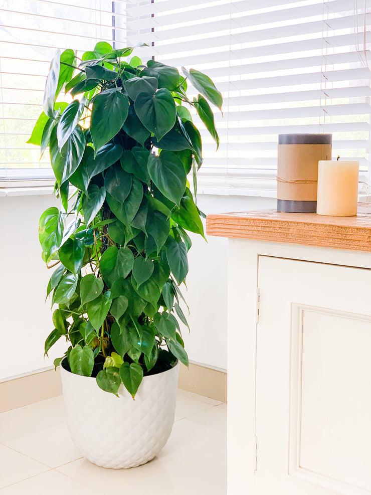 [Heart Leaf Philodendron]