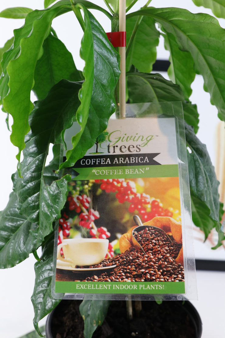 [Coffee Plant]
