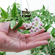 [Hoya bella - flowering]