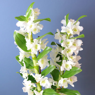 [Dendrobium orchid - double stem]