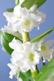 [Dendrobium orchid - double stem]