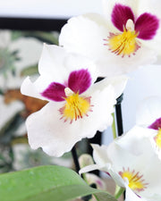 [Miltoniopsis orchid]