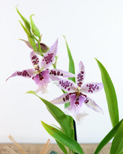 [Aliceara orchid]