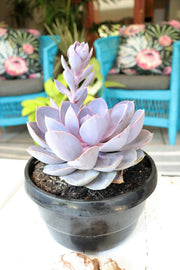 [Echeveria Purple Pearl]