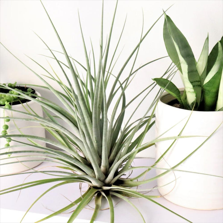 [Giant Airplant]