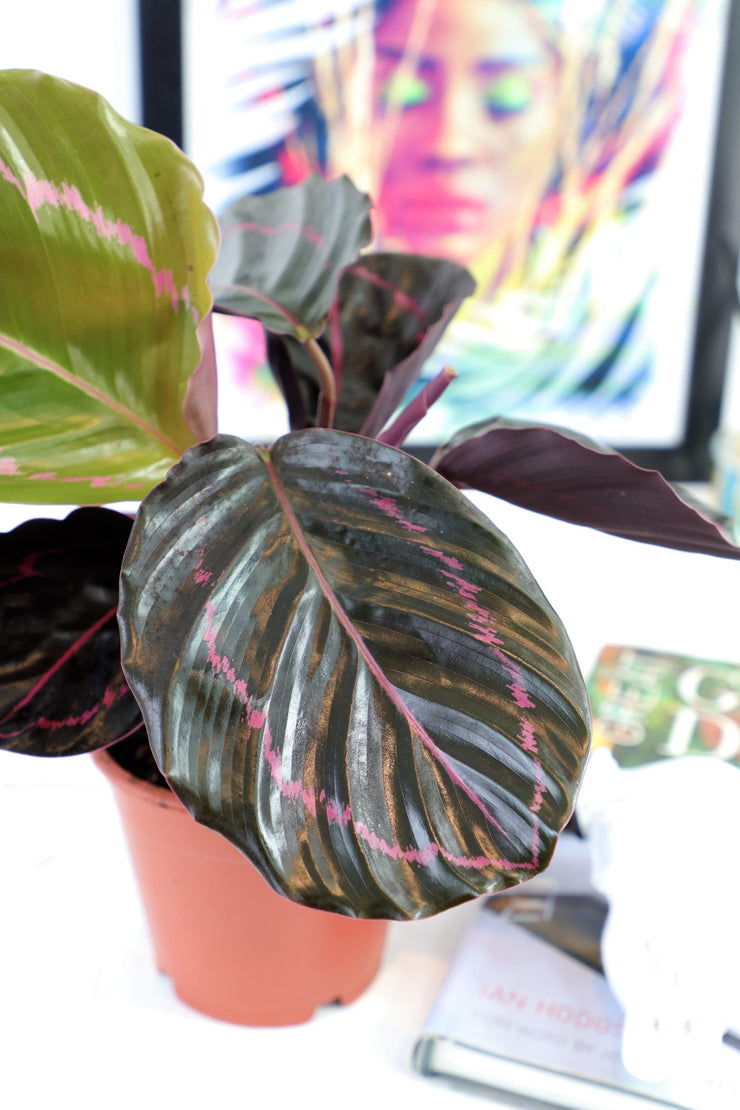 [Calathea 'Dottie']