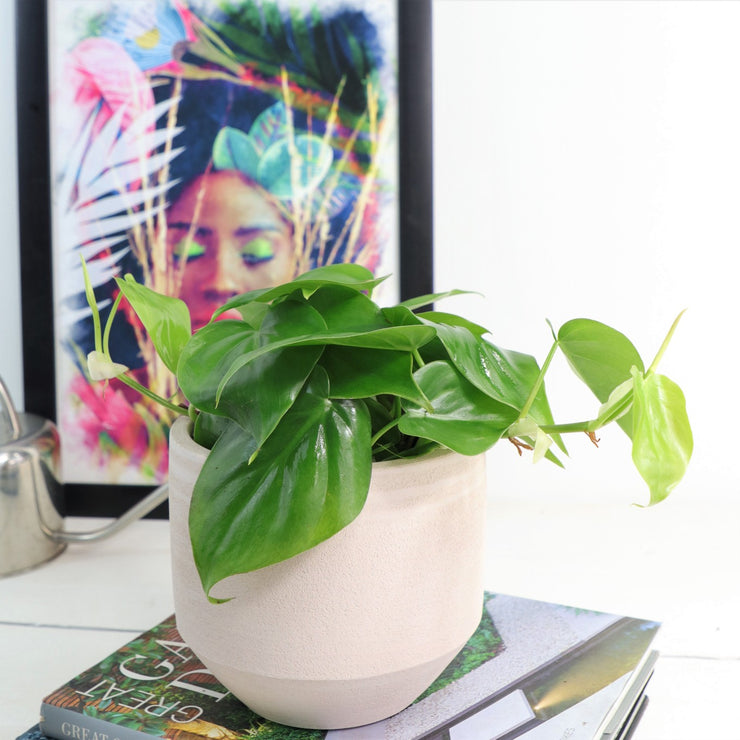 [Heart Leaf Philodendron green - 14cm pot]