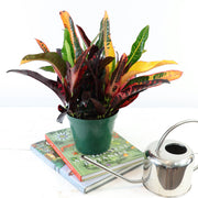 [Croton 'Can-Can']