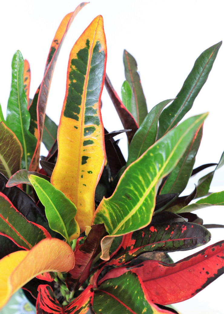 [Croton 'Can-Can']