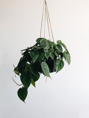 [Heart Leaf Philodendron green]
