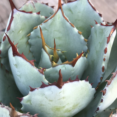 [Butterfly Agave]